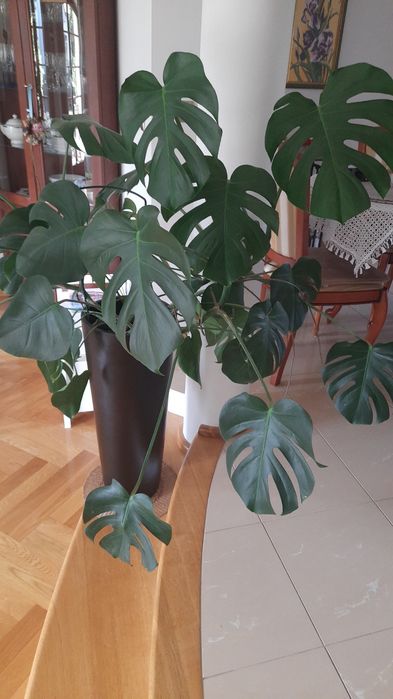 Duzy kwiat monstera