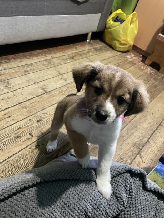 Відам в добрі руки 2 дівчинки грайливі 2,6 місяців