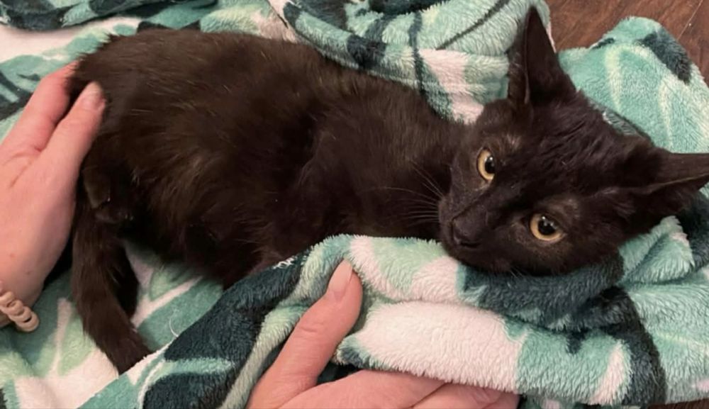 Małe kotki szukają domków