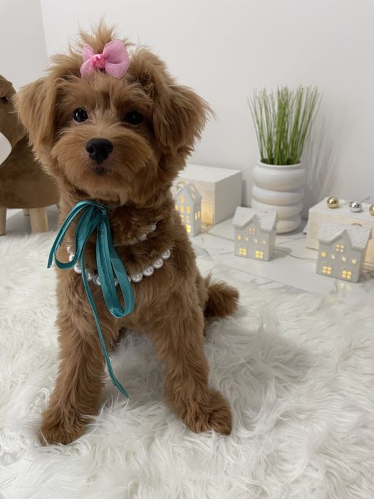 Помапу — Доставка по Україні та Європі  з любовю