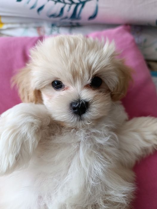 Maltipoo- piesek Max