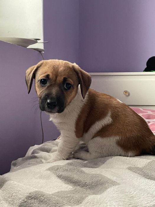 Jack russell terrier szczeniaki