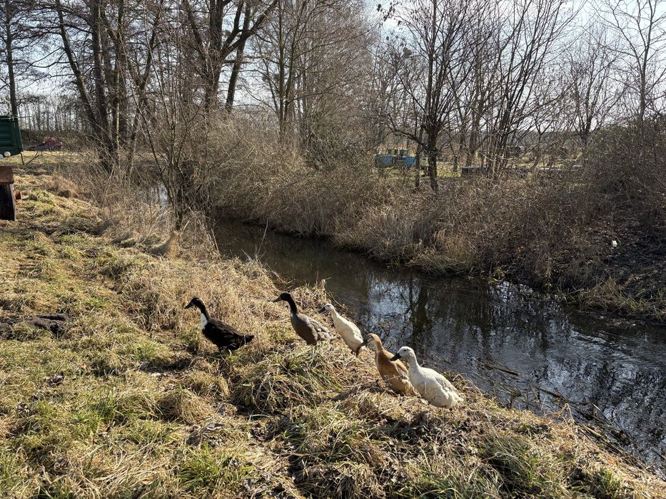Lęgowe jaja kacze biegusy