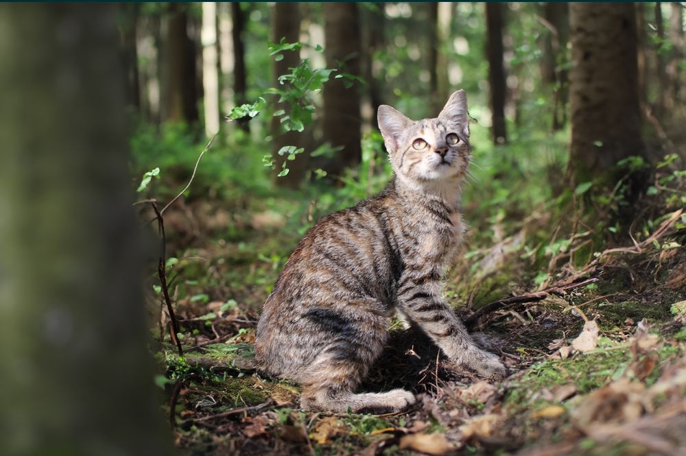 Гібрид орієнтальтої і  Саванна ф7 дикого окрасу дівчинка Орі!