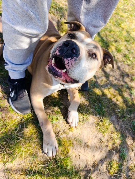 Psiak w typie amstaff / pitbull / dog