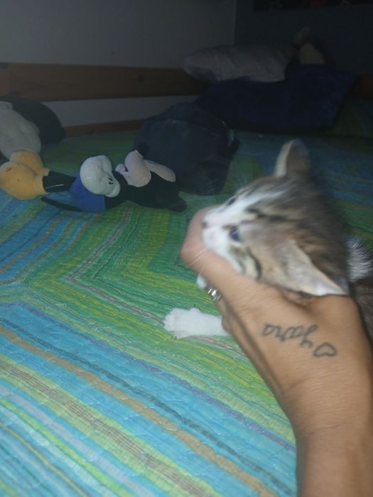 Gatinhos para doar