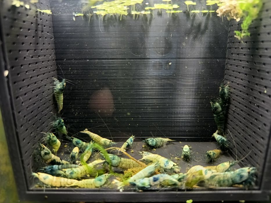 Krewetki caridina blue bolt, deep blue bolt db dbb całe stado darmowa dostawa