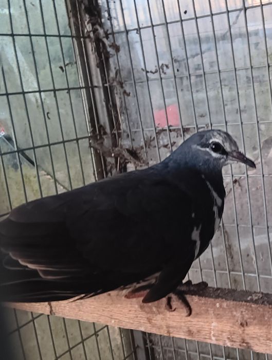 Pombo wonga 2026