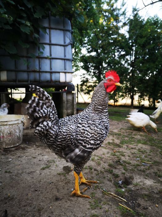 Młody Kogut jarzębiaty