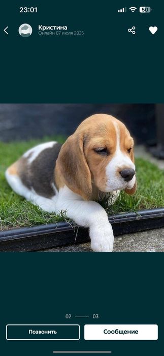 Бигль дети  выбор есть киев доставка