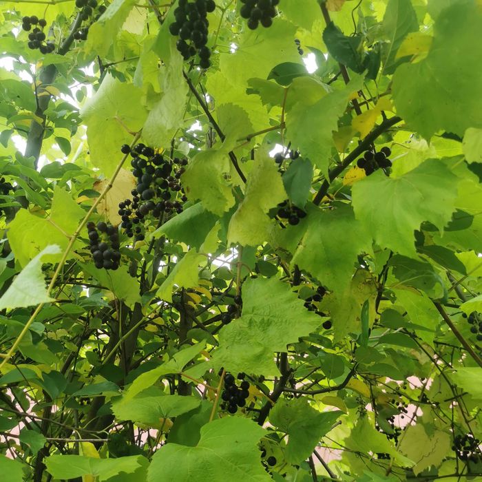 Winogron ekologiczny