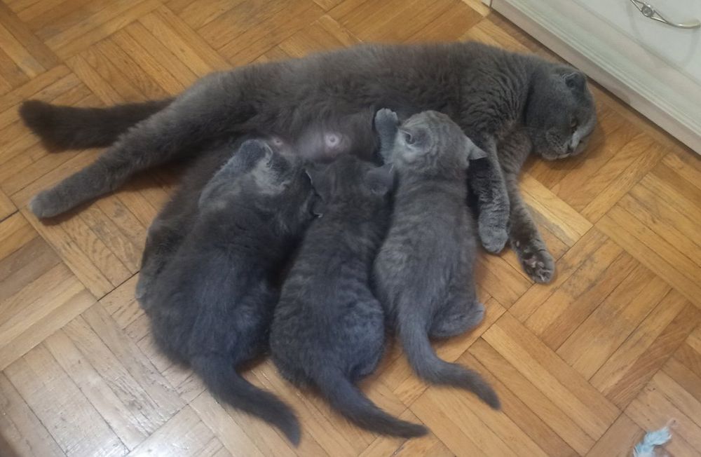 Грайливі кошенята,чекають люблячої сім'ї.  Шотландські котики Scotti