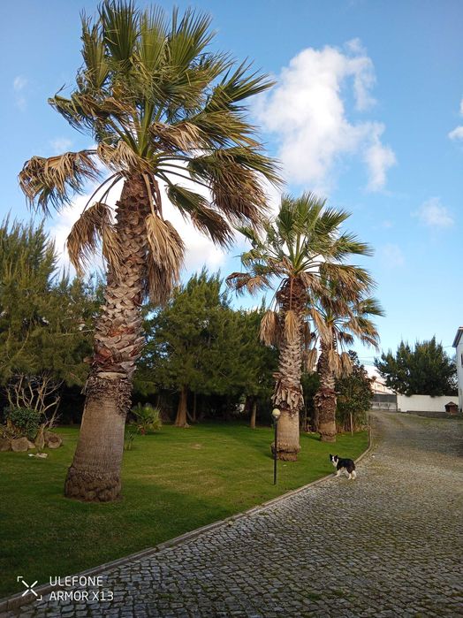 Manutenção de jardins Limpeza de terrenos