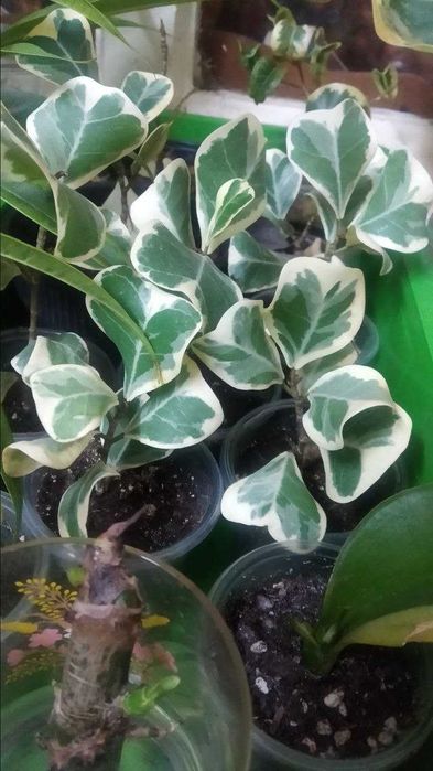 Фикусы лирата,али обычный и  вариегатный, триангулярис,мелани