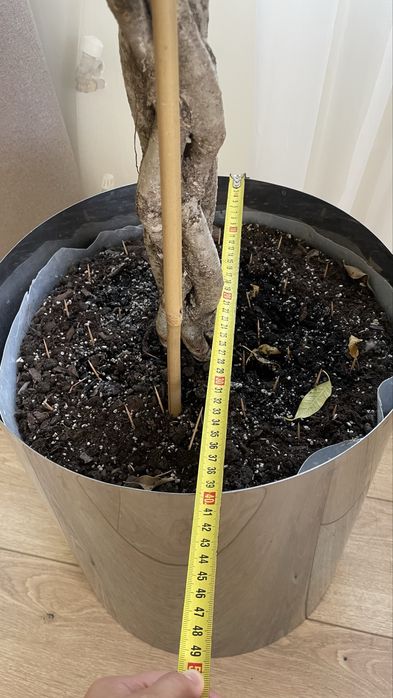 Фікус бенжаміна (стовбур косичка) з кашпо з хромованим кашпо