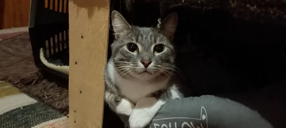 Отдам бесплатно в добрые руки котиков