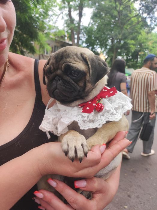 Гарненька дівчинка Мопс