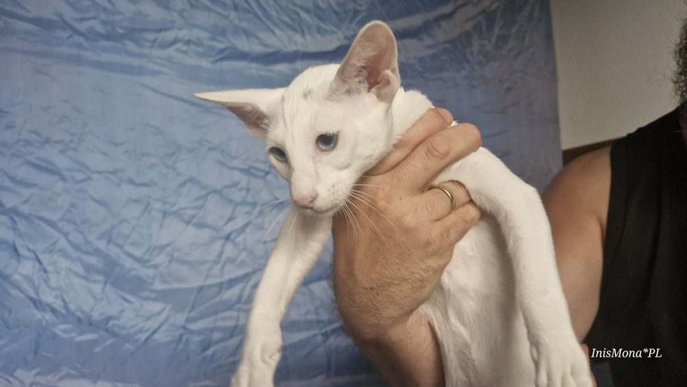 Peterbald koteczka