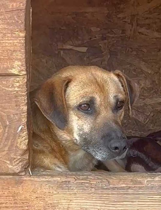 Przyjazny Romek szuka domu