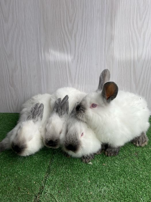 Каліфорнія різного віку