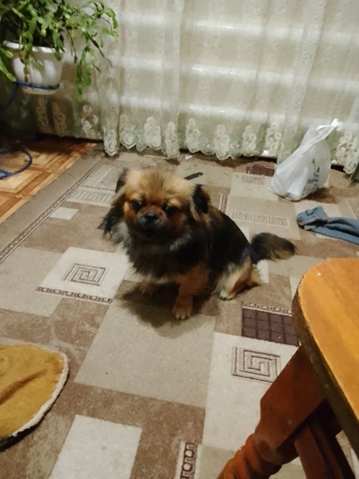 В'язка  пекінес.