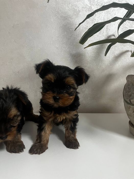 цуценята йоркширського тер’єра міні