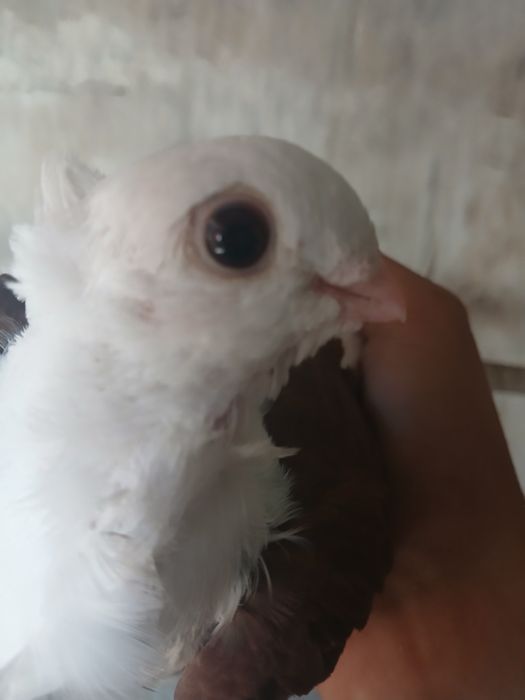 Sprzedam samice mewki