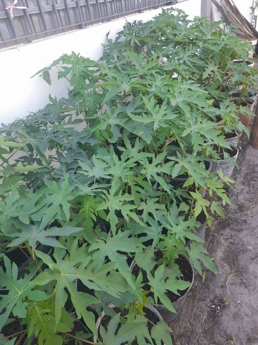 Pes de mamoes varios tamanhos