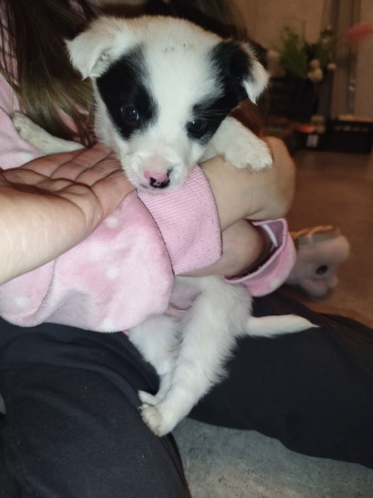 Oddam pieski  w dobre ręce