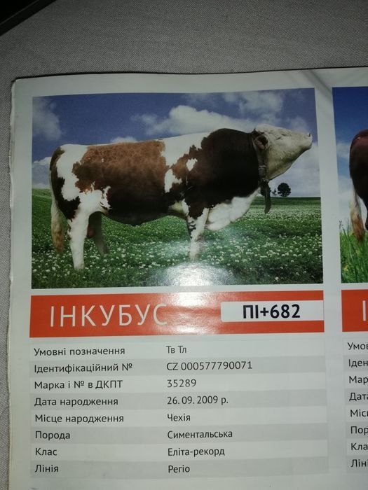Продам 2 бичка симентальскої породи