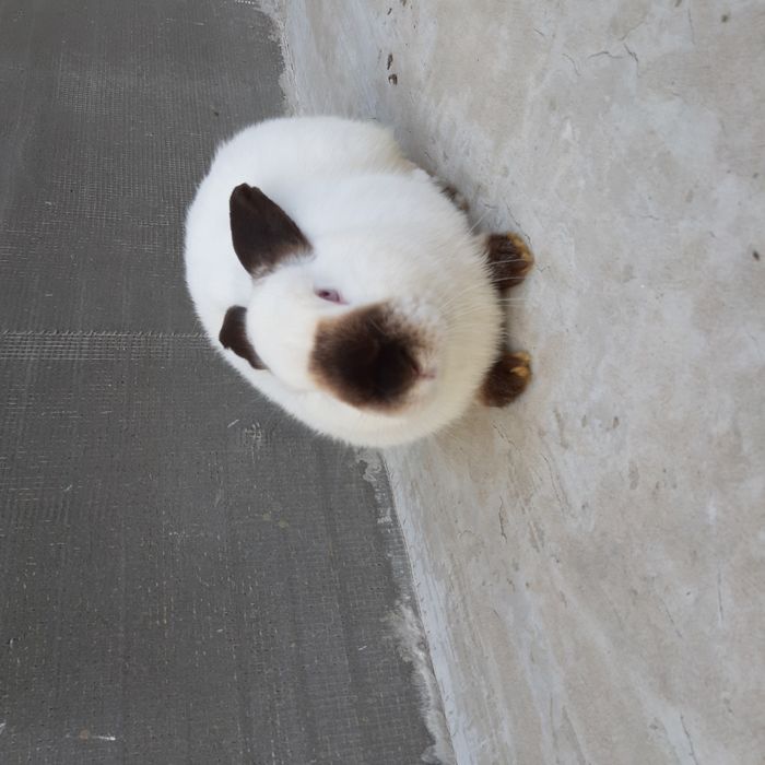 Продам самця каліфорнія, не на забой.