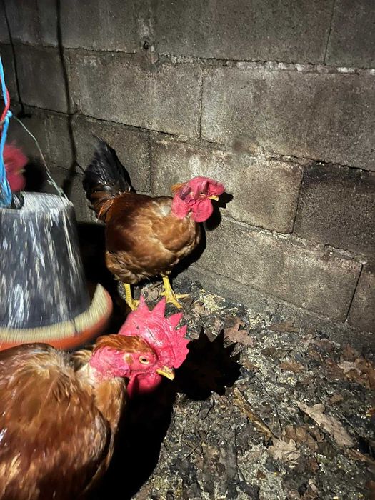 Galos  medios caseiros