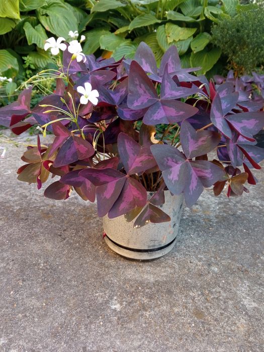 Оксаліс, квітка щастя, кислиця, мадам Баттерфляй САМОВИВІЗ