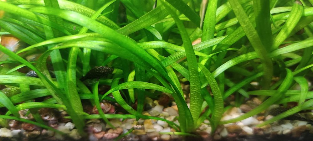 Sagittaria subulata,niska.
