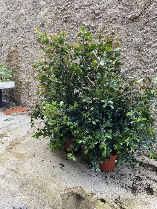 Eugenias mirtyfolias