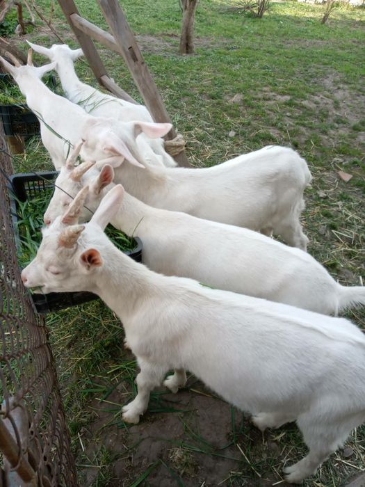 Продаються зааненські молоді козочки