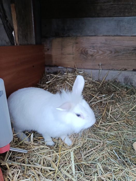 Królik miniaturka samiczka