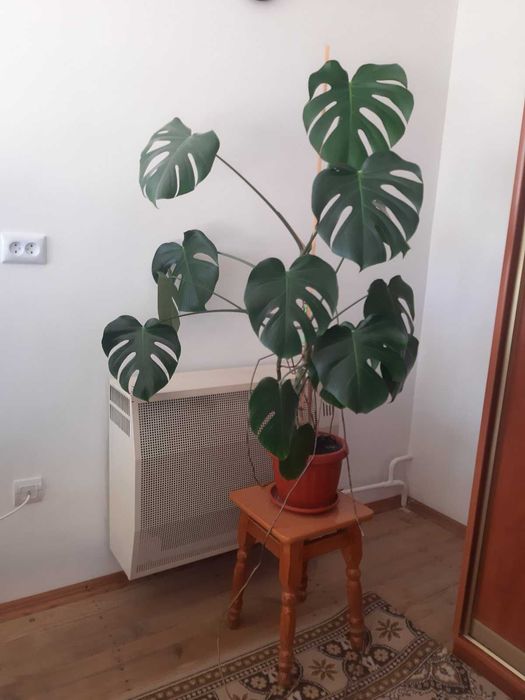 Монстера, 400-1000 грн