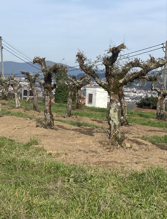 Oliveiras centenarias para jardim