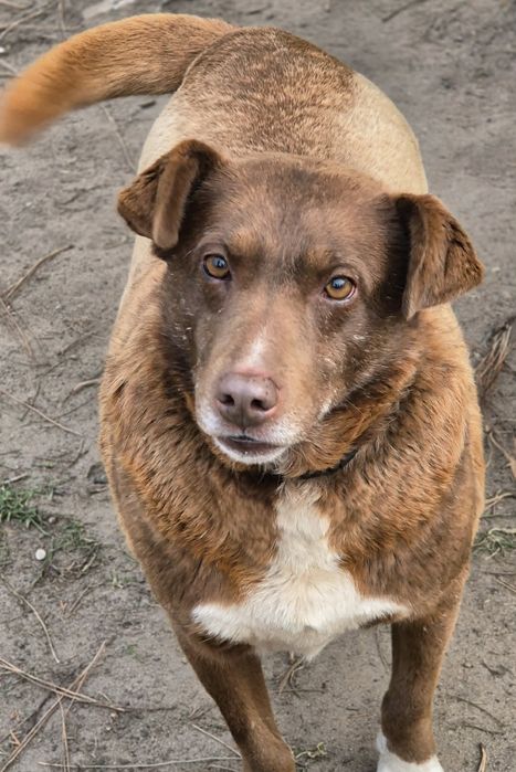 Wspaniały przyjaciel do adopcji