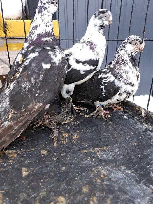 Gołębie  widymki czarne