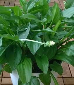 Дріміопсіс плямистий цвіте