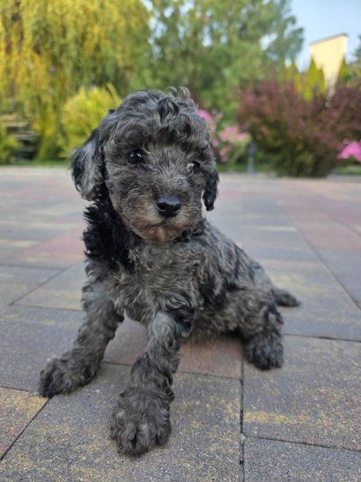 Pudel toy / mała miniatura chłopiec blue merle