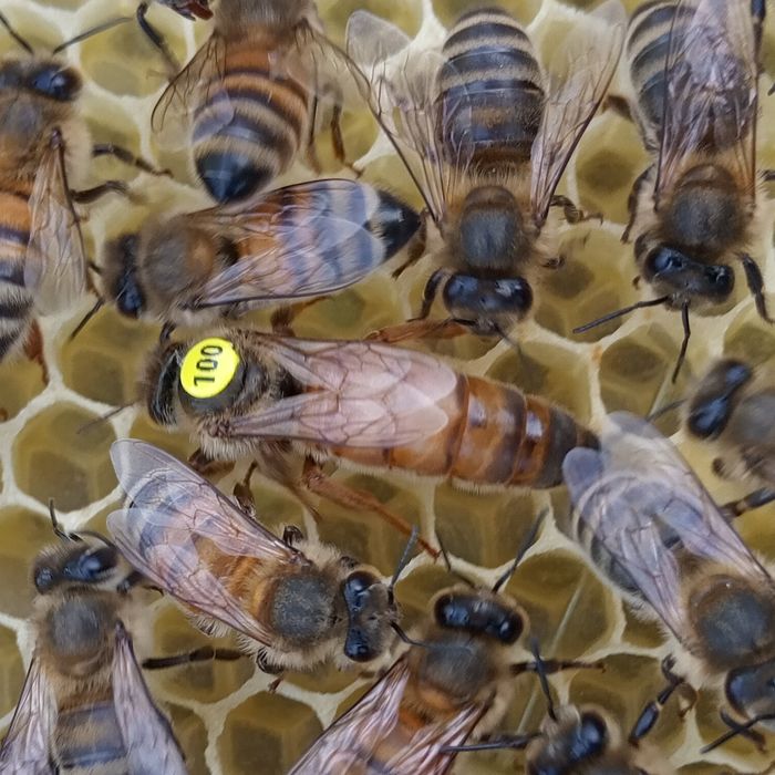 Відводки   Бакфаст