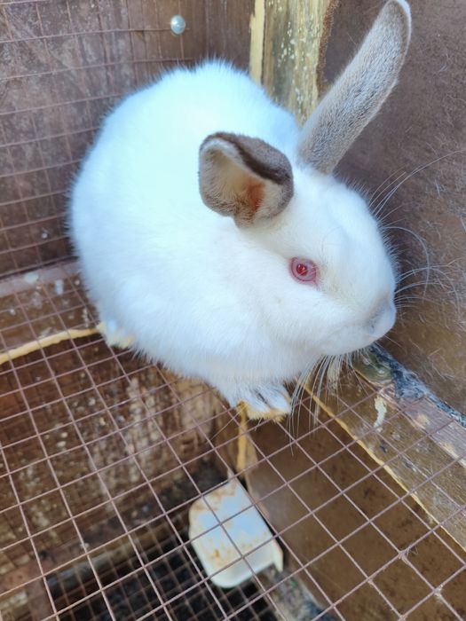 Coelho anão branco