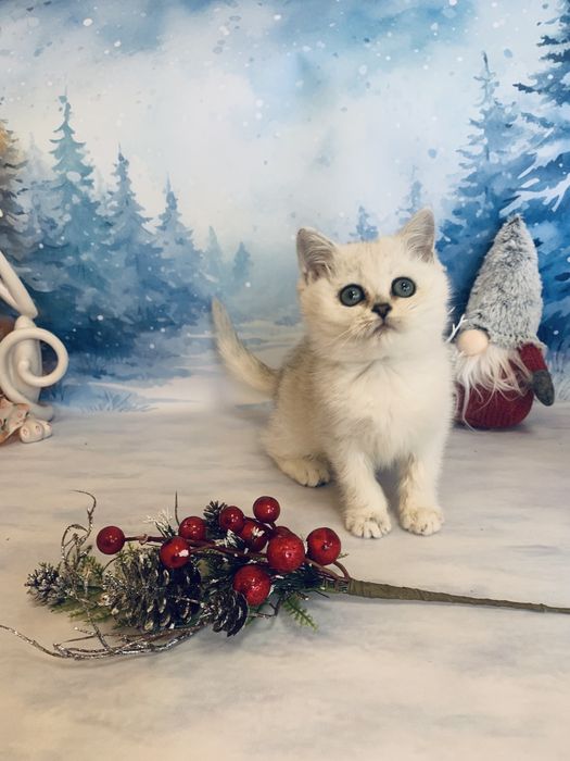 Срібляста шиншилла Яша