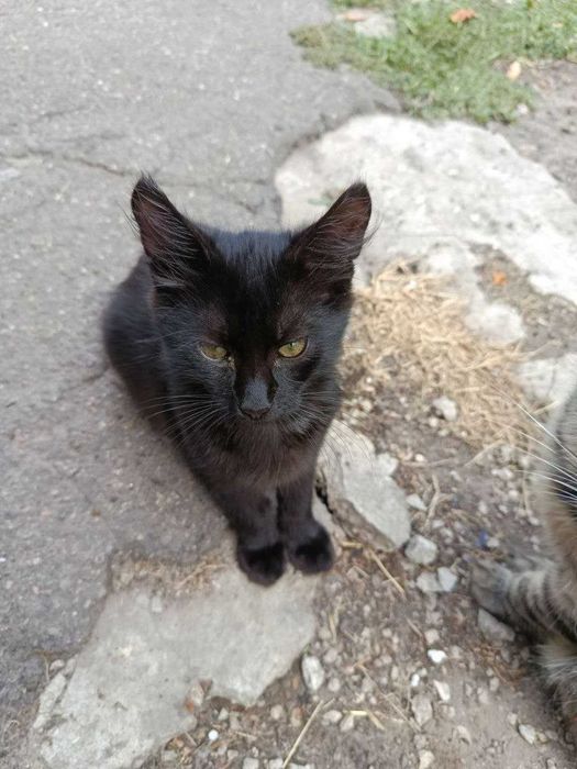 Віддам кошенят в хороші руки