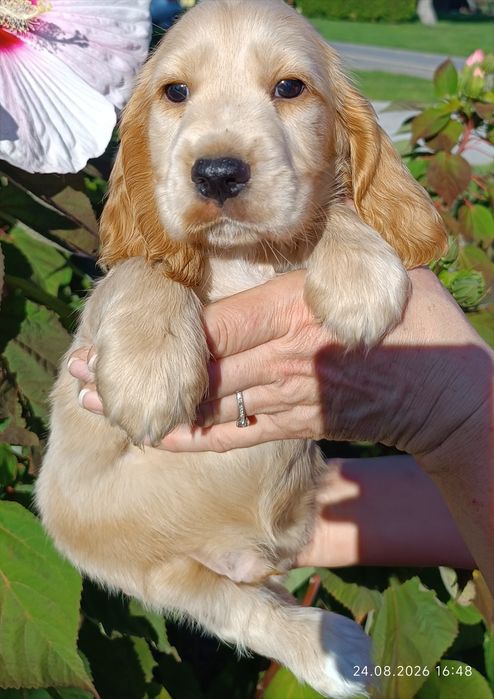 Cocker spaniel angielski.