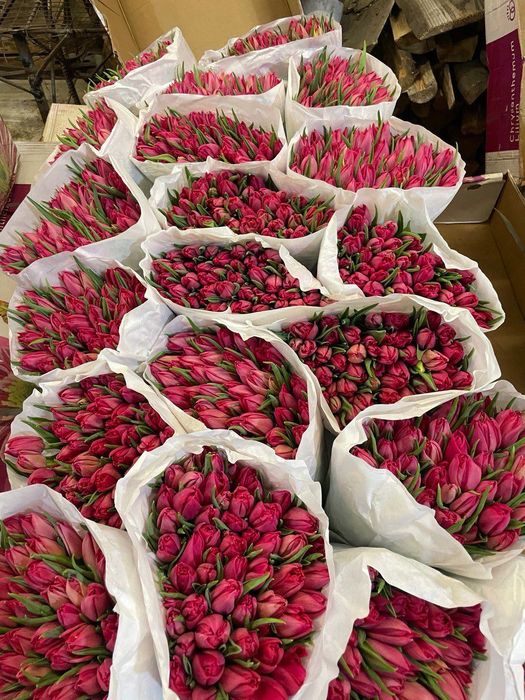 Тюльпан 8 Березня від постачальника