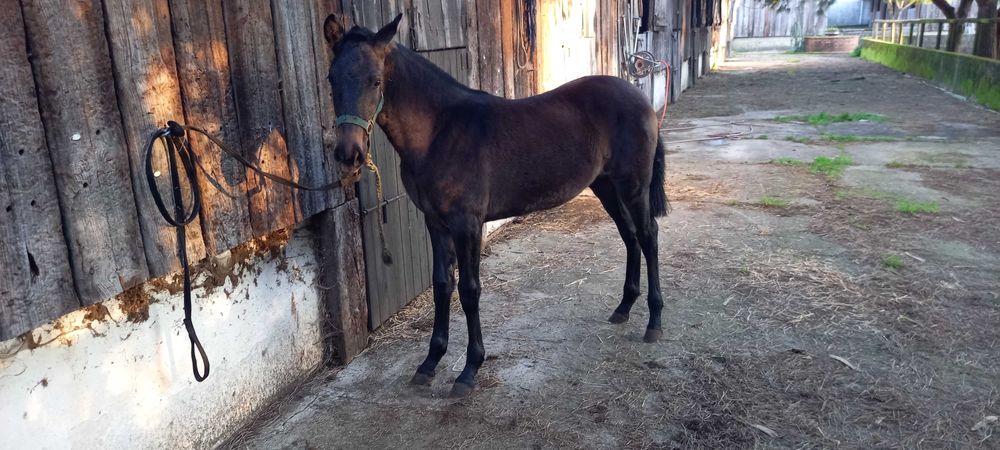 Poldra Lusitana   Muito Tipica